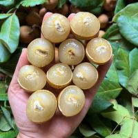 Nhãn bắp cải Vũng Tàu